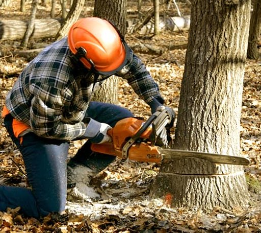 Tree Removal in Minter, AL